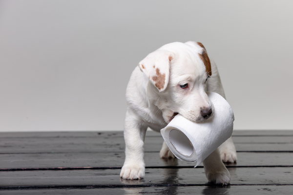 dog with toilet roll