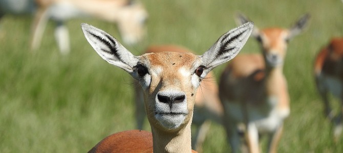 exercises for back stiffness. picture of a gazelle