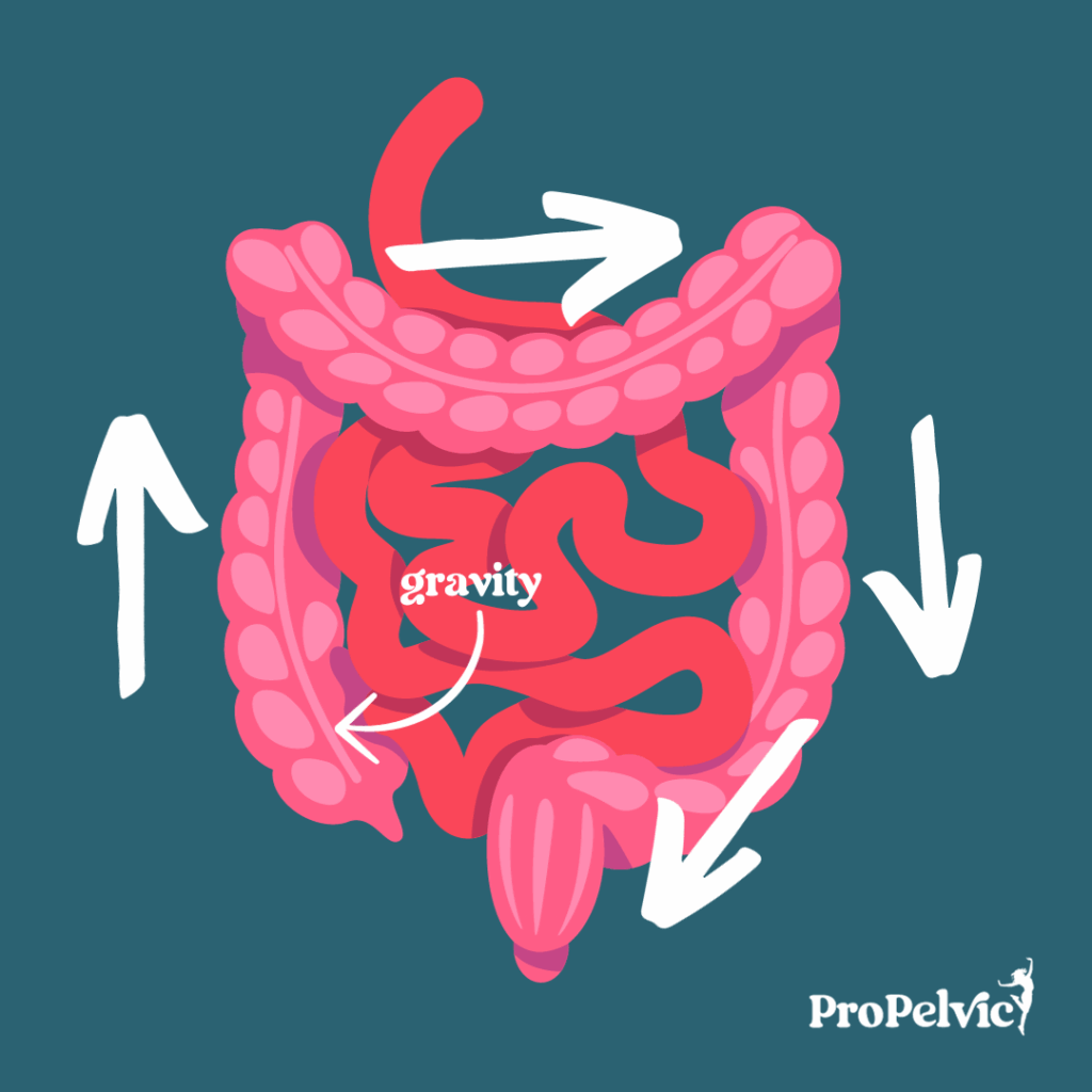 bowel showing peristalis arrows of direction for abdominal massage