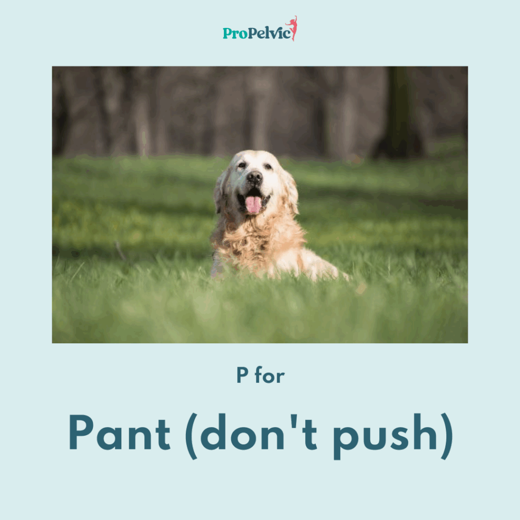 dog panting for perfect poos technique